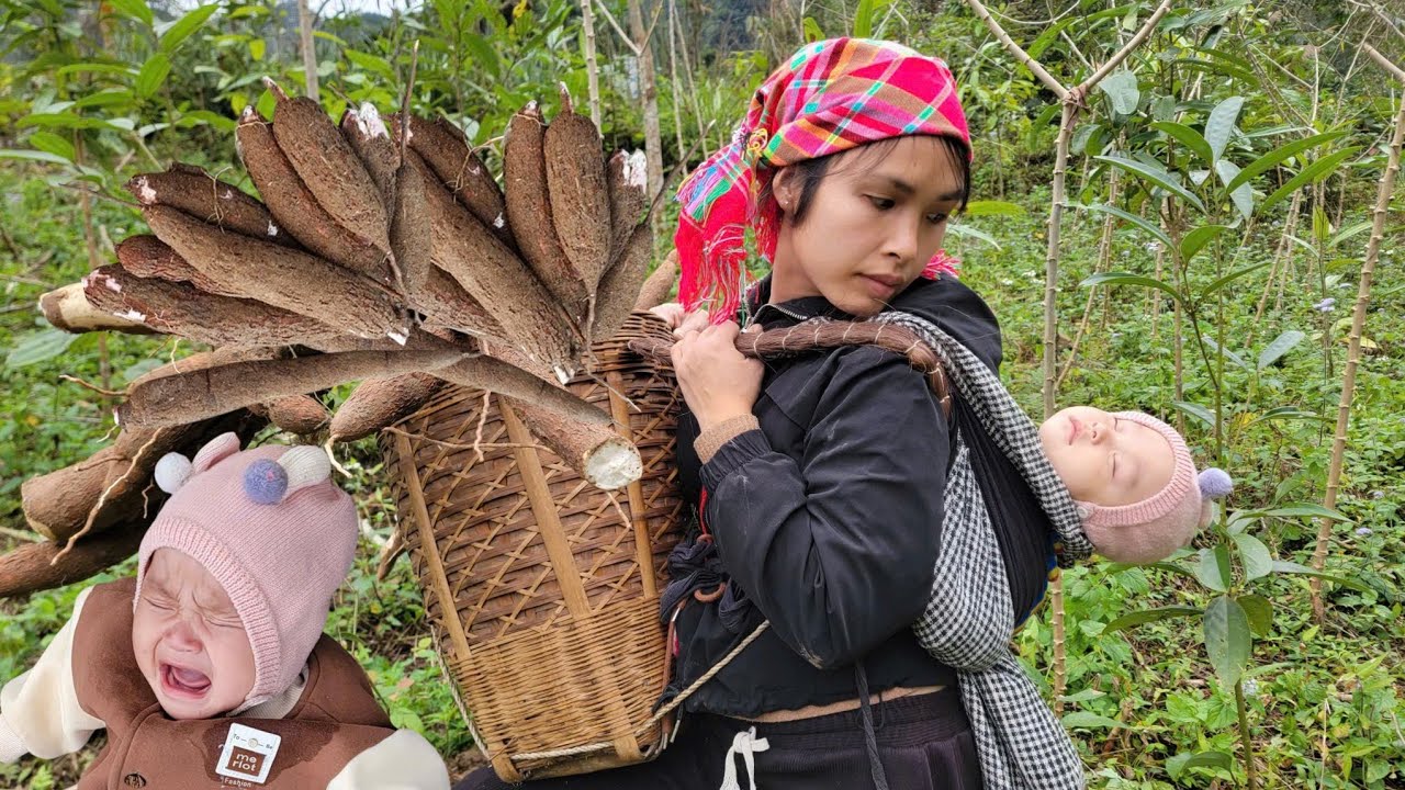 Ly Tieu Chao carries an abandoned baby on her back while harvesting cassava in her garden to sell