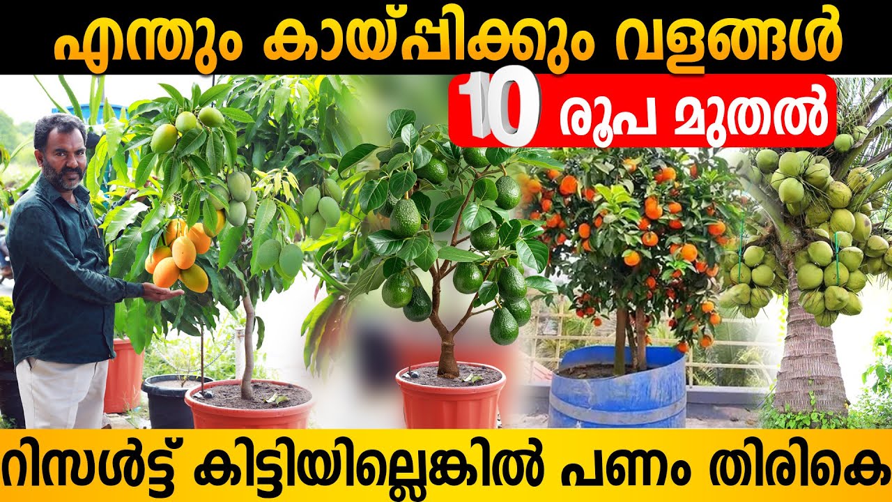 എന്തും കായ്‌പ്പിക്കും വളങ്ങൾ | വെറും 10 രൂപ മുതൽ | Best Organic Fertilizer for All Crop