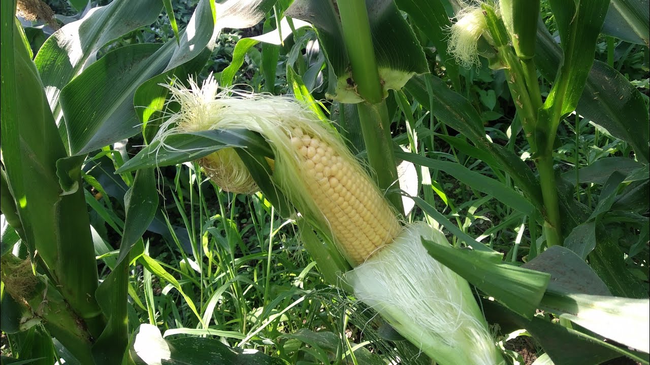 Süt Mısır (Yine Kârdayız)🌽🌱🔥☀️