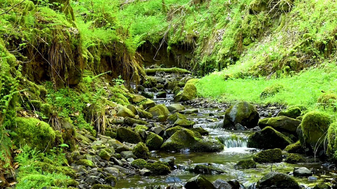 Calm Forest River - Nature Sounds Of Scotland