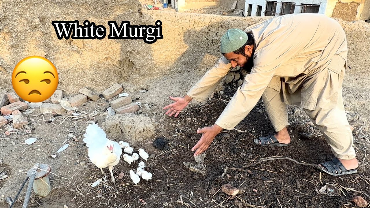Heera Murgi Nen Dil Tod Dya 😒