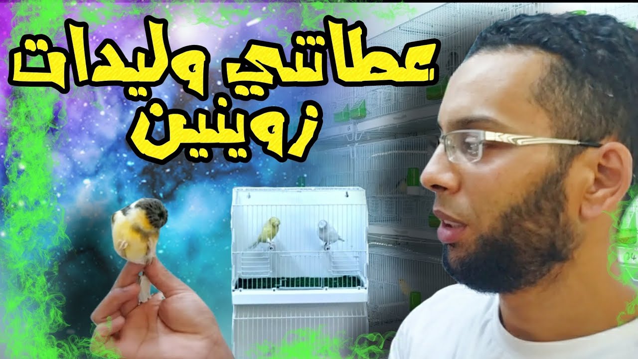 تجريبة انتاج كناري الكلوستر الابيض 🐦كانت ناجحة❤️100% والحمد لله🤲