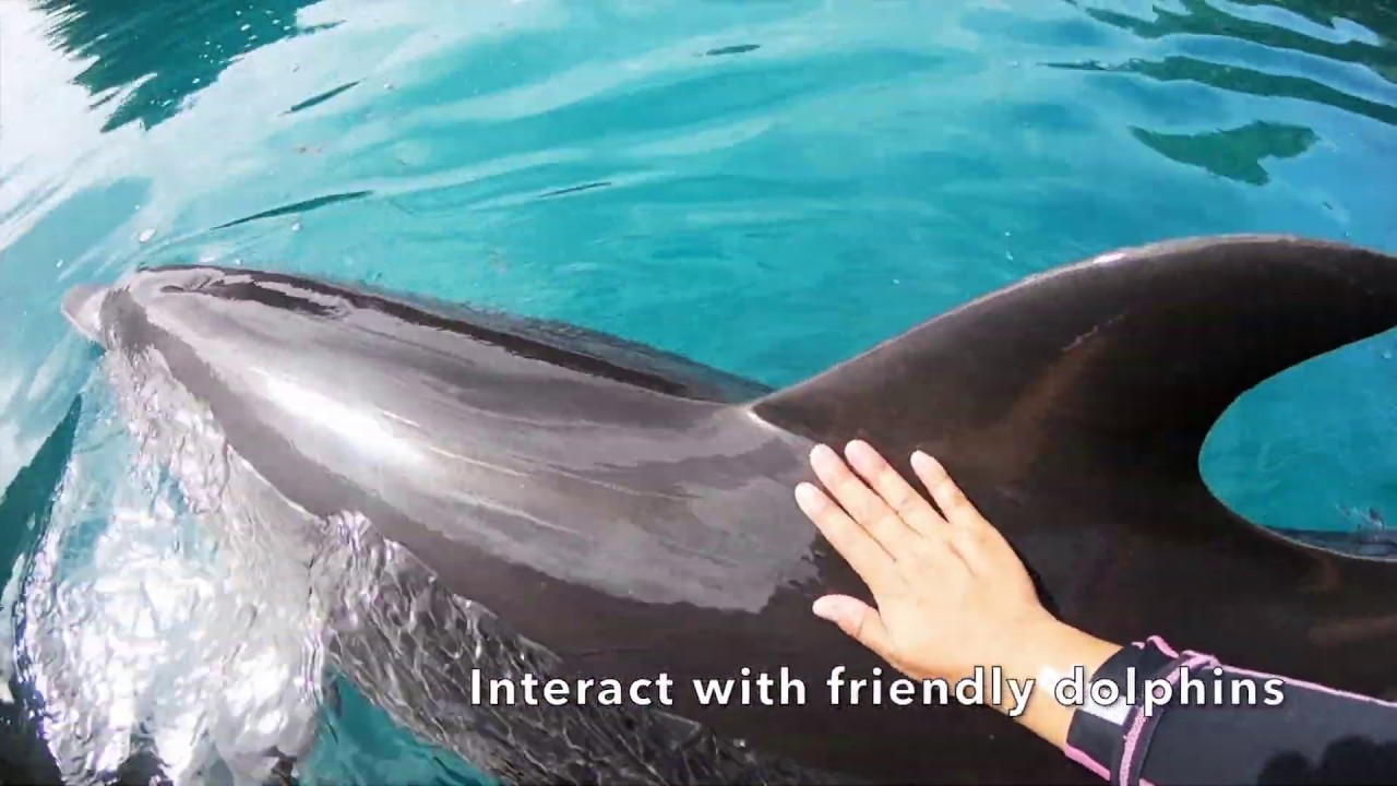 Welcome to Dolphins Pacific