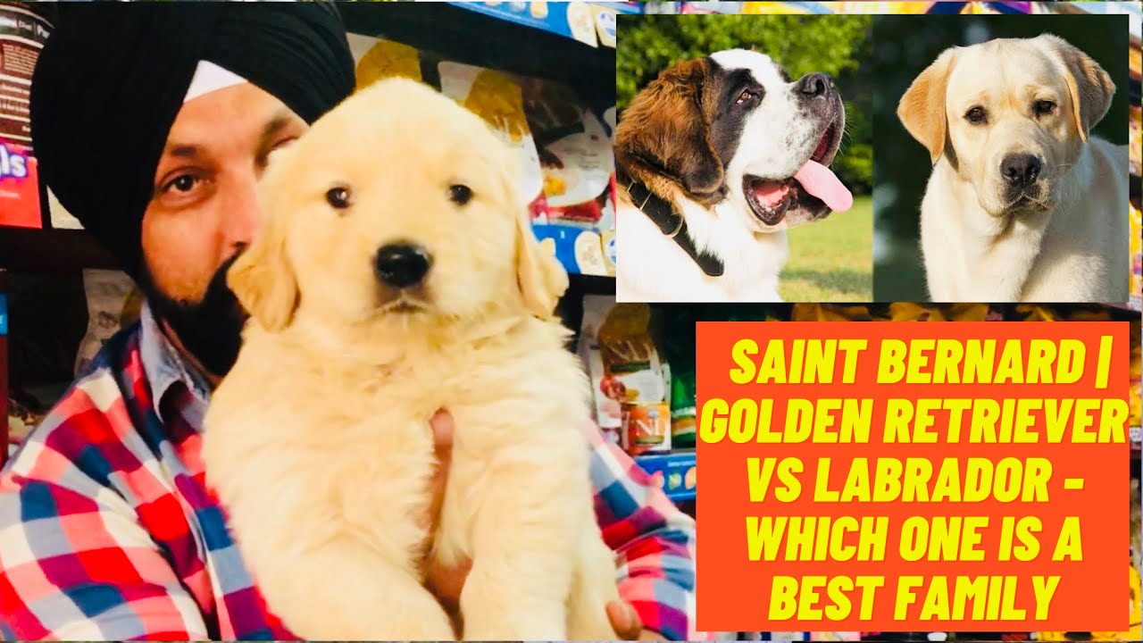 Сенбернар | Золотистый ретривер или лабрадор — какая из них лучшая семейная сторожевая собака? | ...