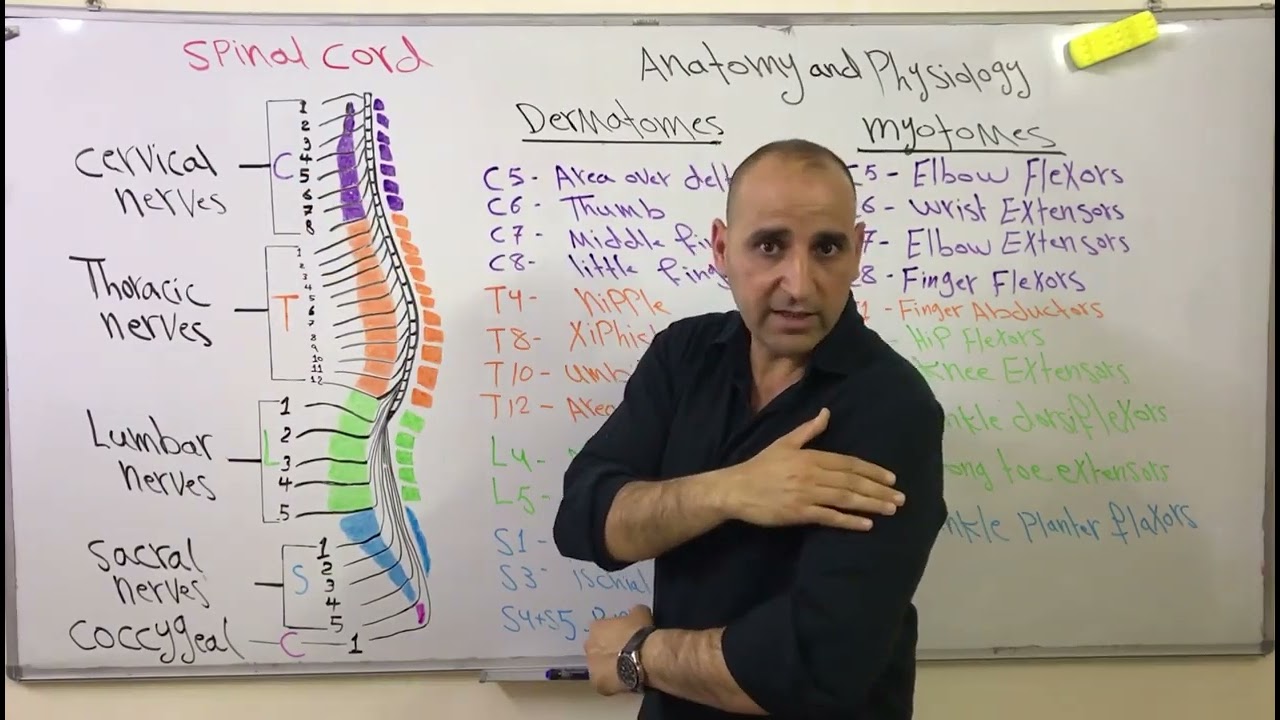 تشريح وفسلجة الحبل الشوكي natomy and physiology of spinal cord (Dermatomes and myotomes)