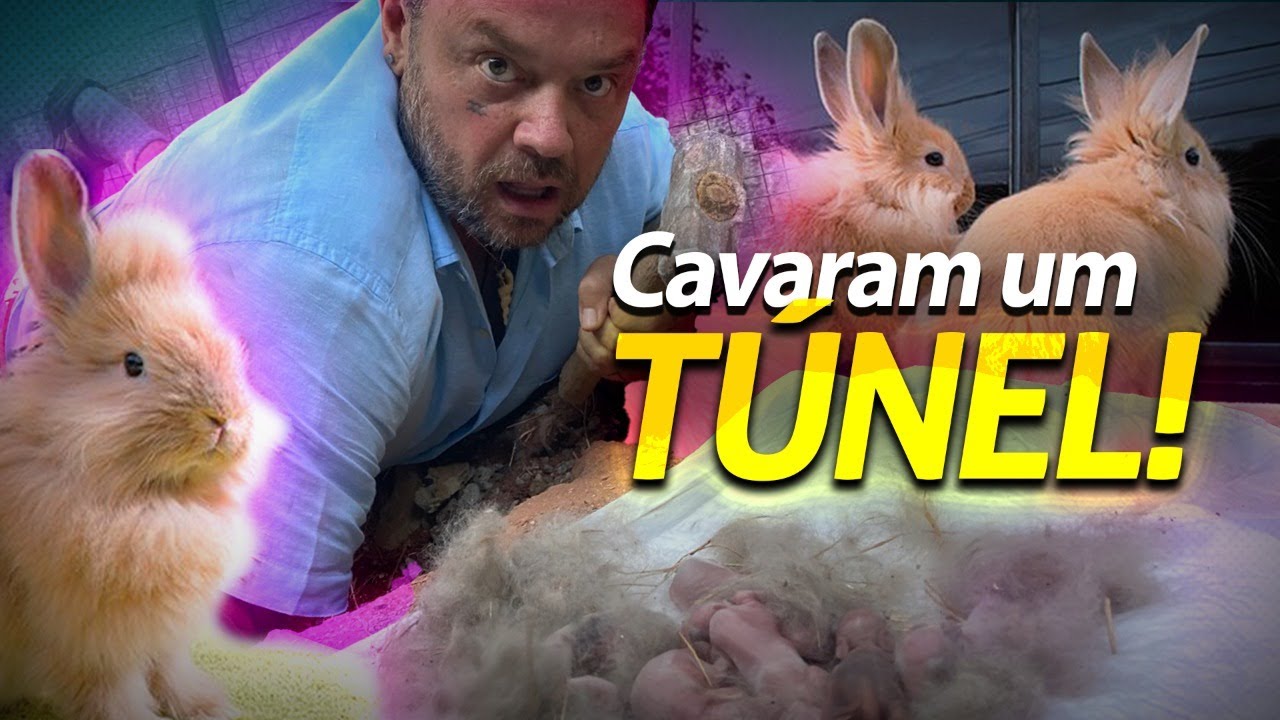 MEUS COELHOS CONSTRUÍRAM UM TÚNEL! | A CASA DOS BICHOS
