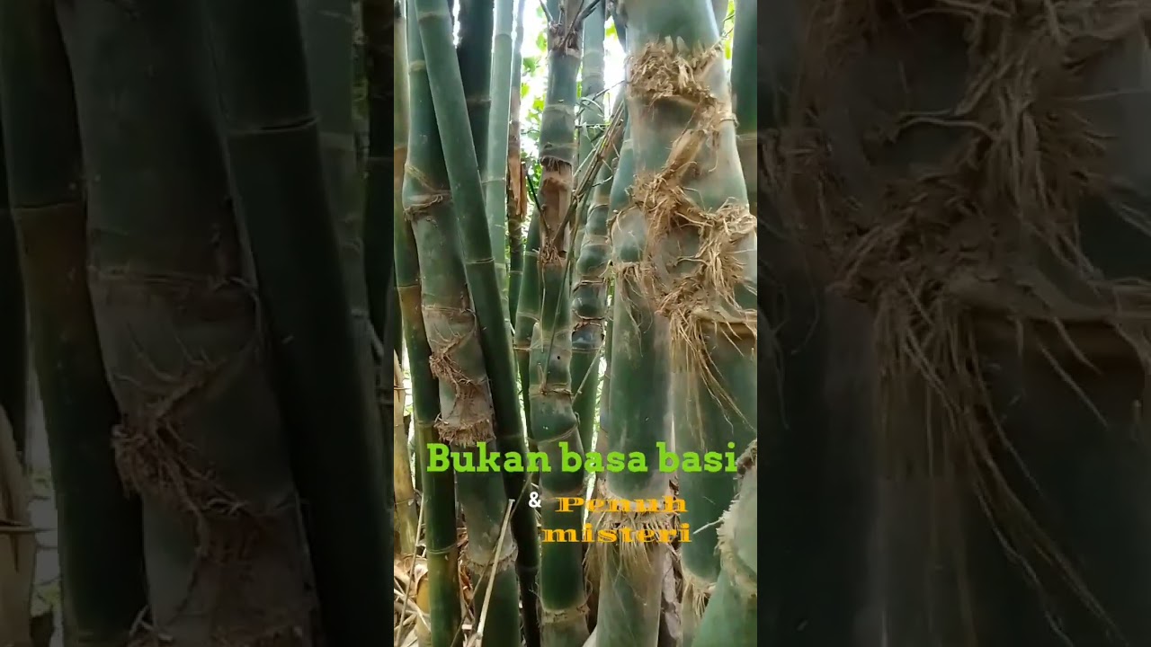 Aura mistis nya sangat kental  di bambu sisik naga  Rantai Bumi  Rancang Kencono 