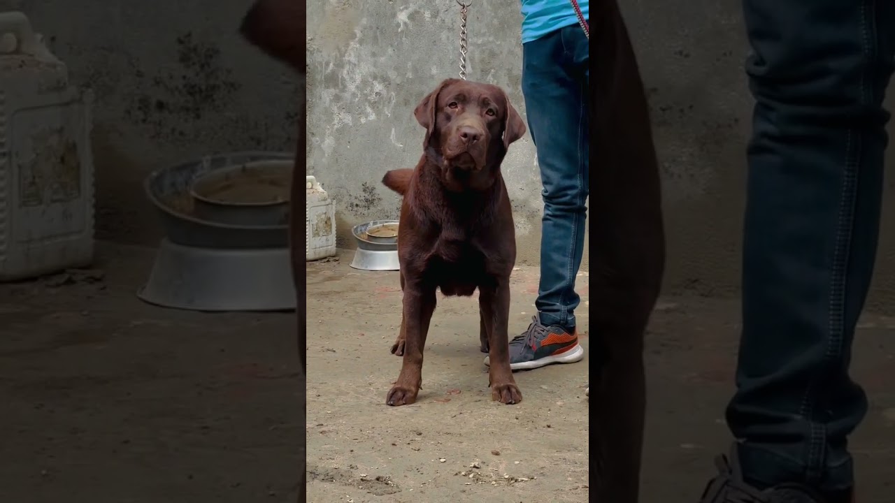 New Entry in my kennel BROWNY #dog #labrador #love #video #trending #puppy #viral #shorts #chocolate