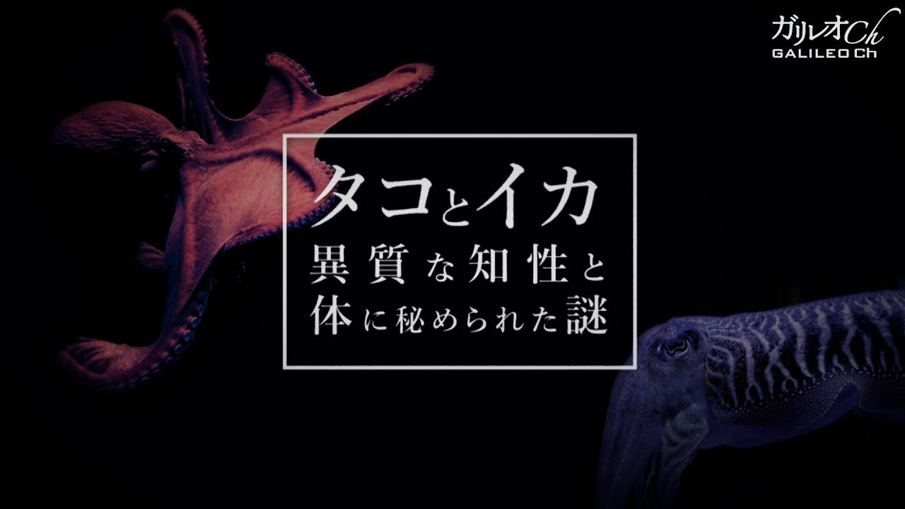 タコとイカ 異質な知性と体に秘められた謎|ガリレオX第228回