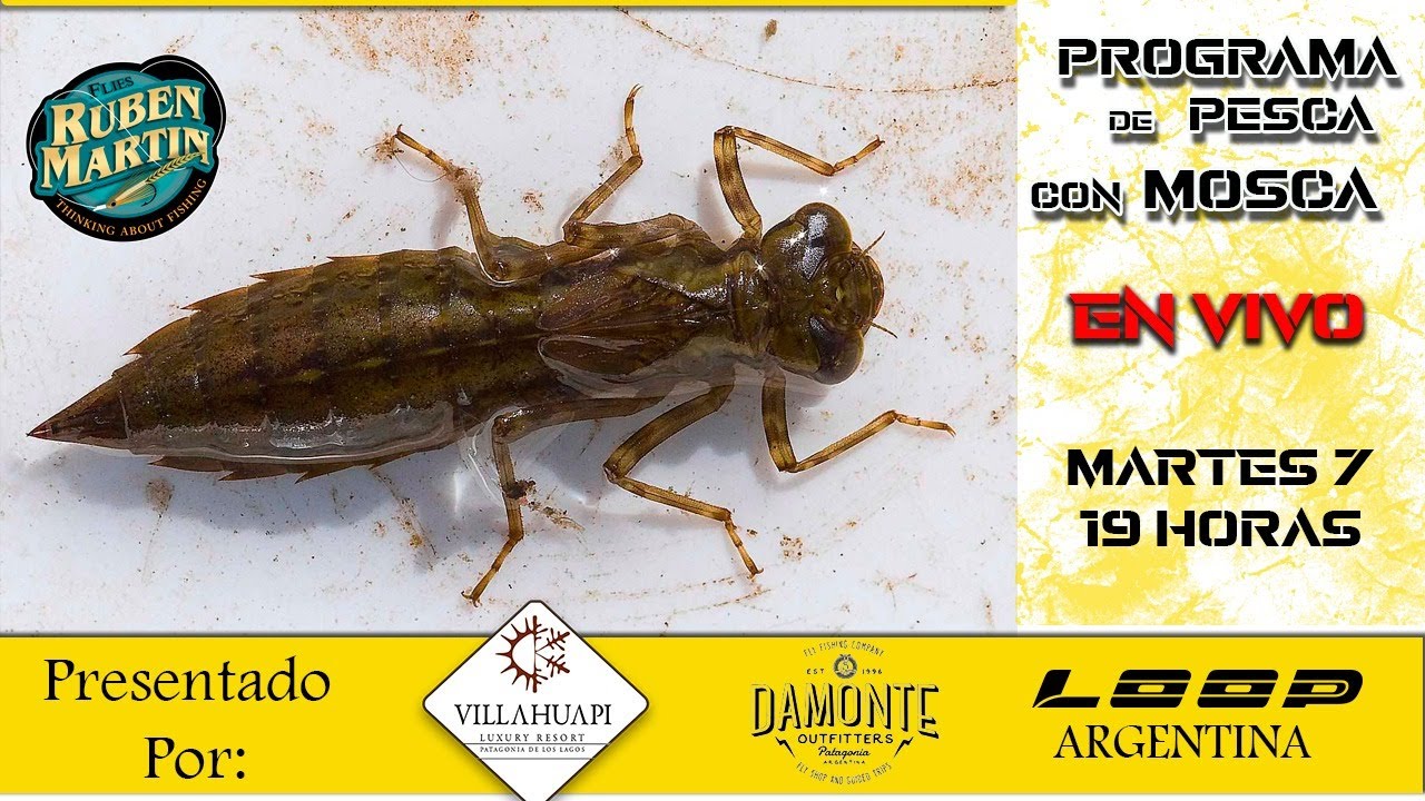 Odonatos Pograma en vivo de atado y pesca con mosca Loop Argentina