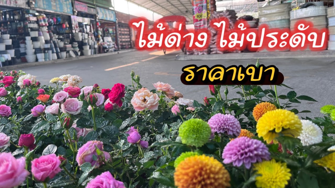 ตลาดต้นไม้  ราคาดี บางใหญ่ 