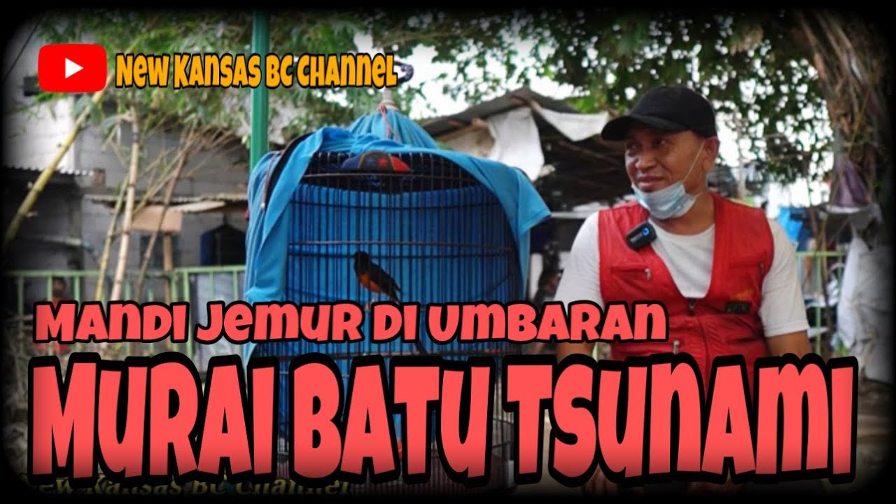 MURAI BATU TSUNAMI MANDI JEMUR DI UMBARAN‼️