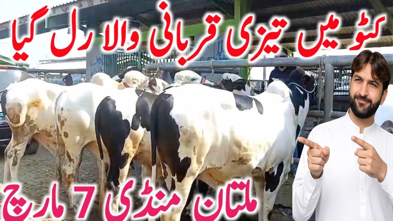 Multan Cow Mandi 2026 | Gulabi Brahman Bachre, Sahiwal Cows, Nili Ravi Buffalo & Cattle Market Rates