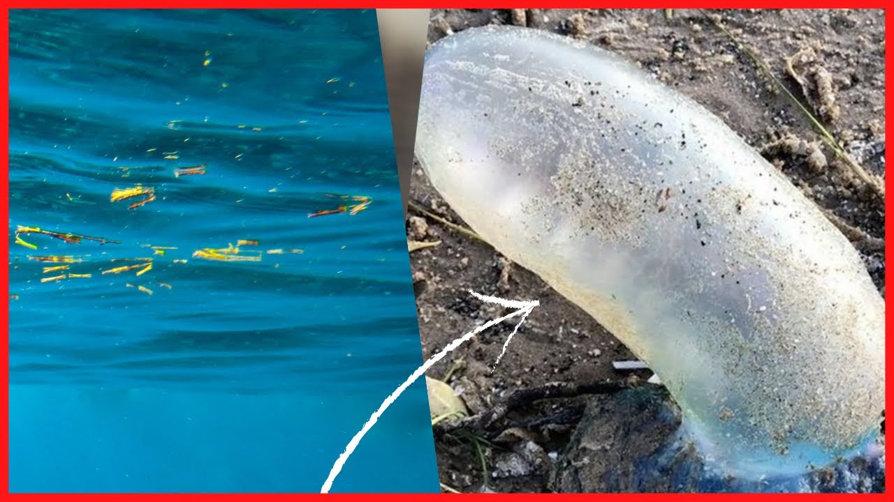 Man's warning after finding 'deadly' sea creature on Merseyside beach