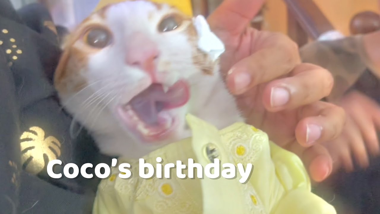 Coco Is 1 Year Old Noww!!!