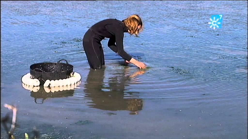 Algas comestibles de la Bahía de Cádiz