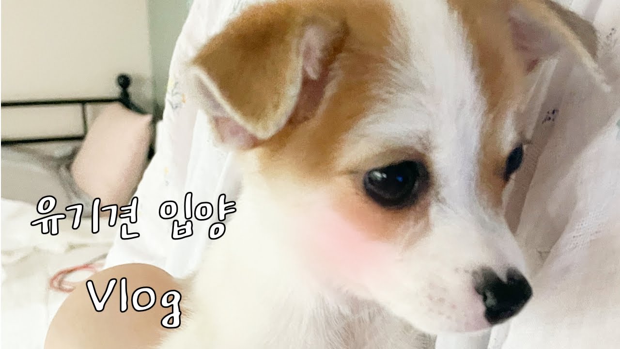 주차장에 버려졌던 아이를 입양했어요 | 유기견 입양 vlog | 포인핸드 | 시고르자브종 | 사지말고 입양하세요