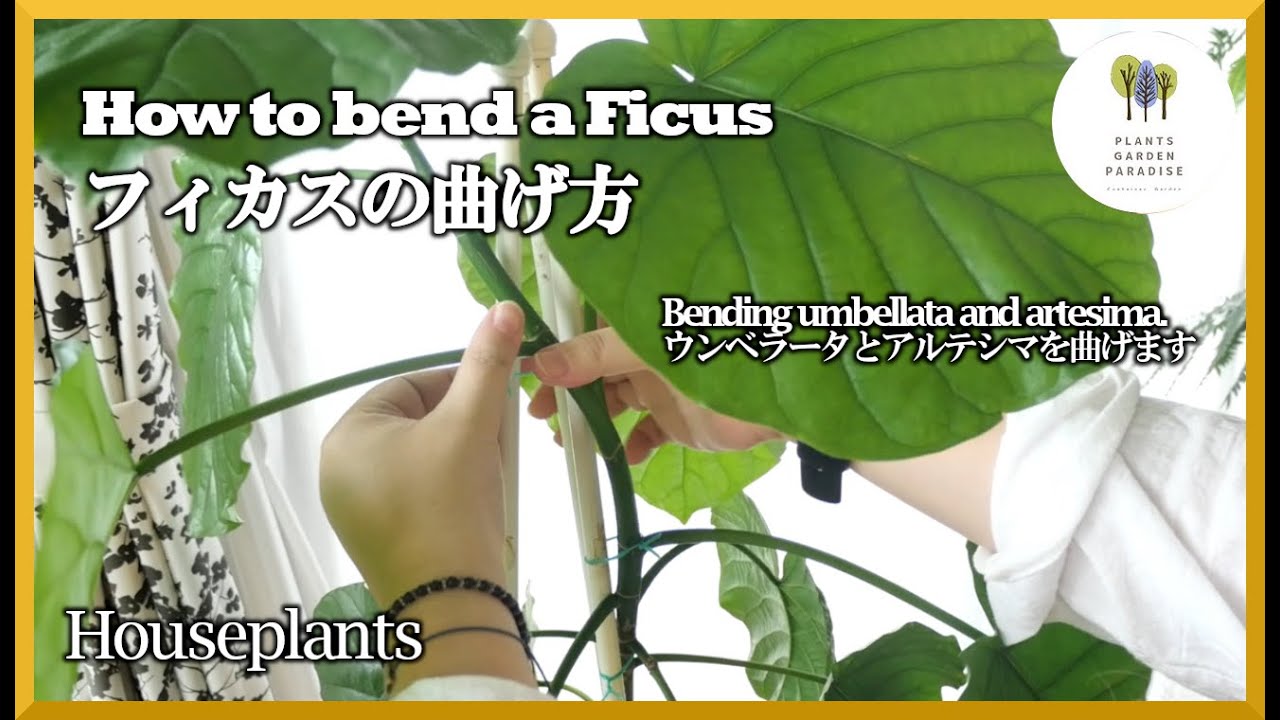 【観葉植物】フィカス・ウンベラータ、アルテシマを曲げる方法  How to bend Ficus Umbellata and Artesima [houseplants]