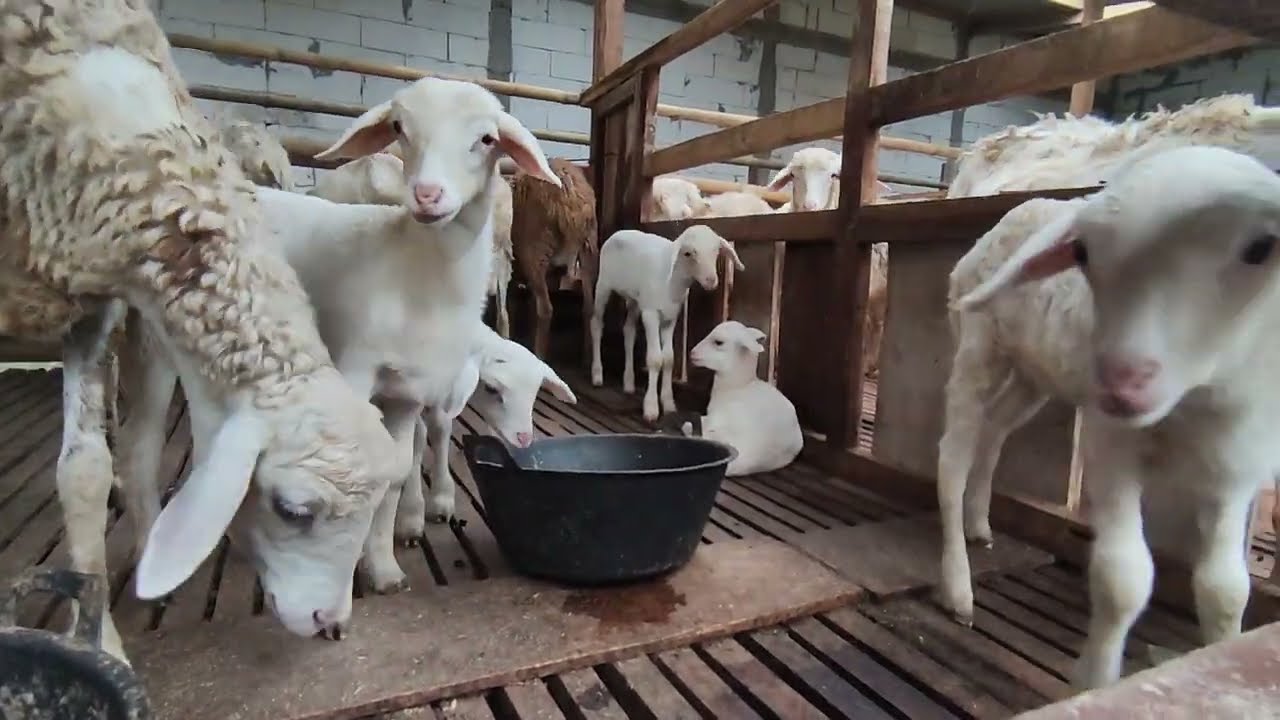 INI Dampak NEGATIF Silase Terhadap ternak #domba