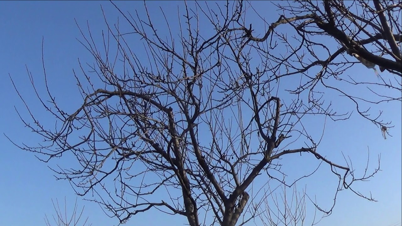 KIEDY PRZYCINAĆ DRZEWA OWOCOWE?