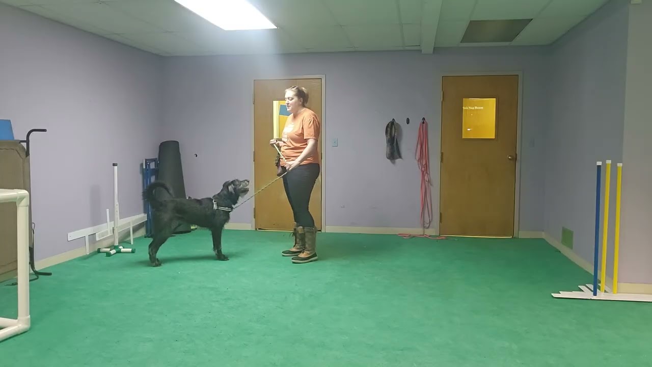 Finn - manners at doors 
