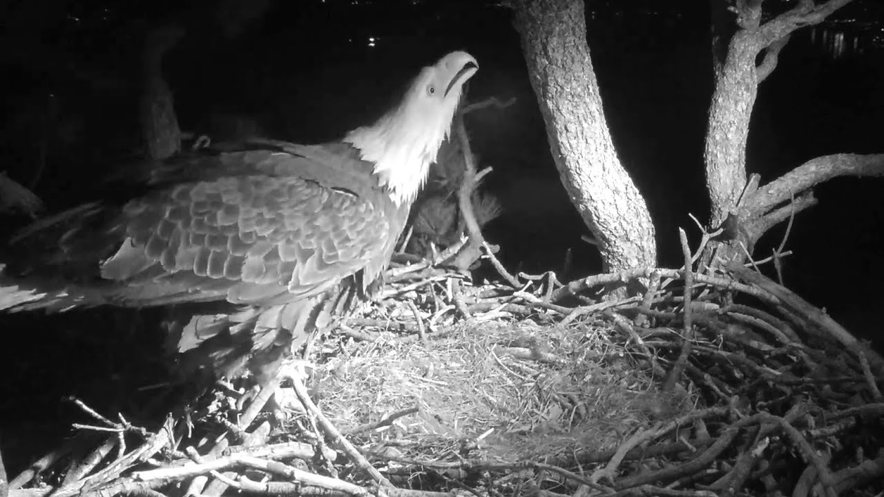 FOBBV Cam~Jackie is calling out🎶 for Shadow? Settles on an empty nest~8:58 PM 2026/01/30