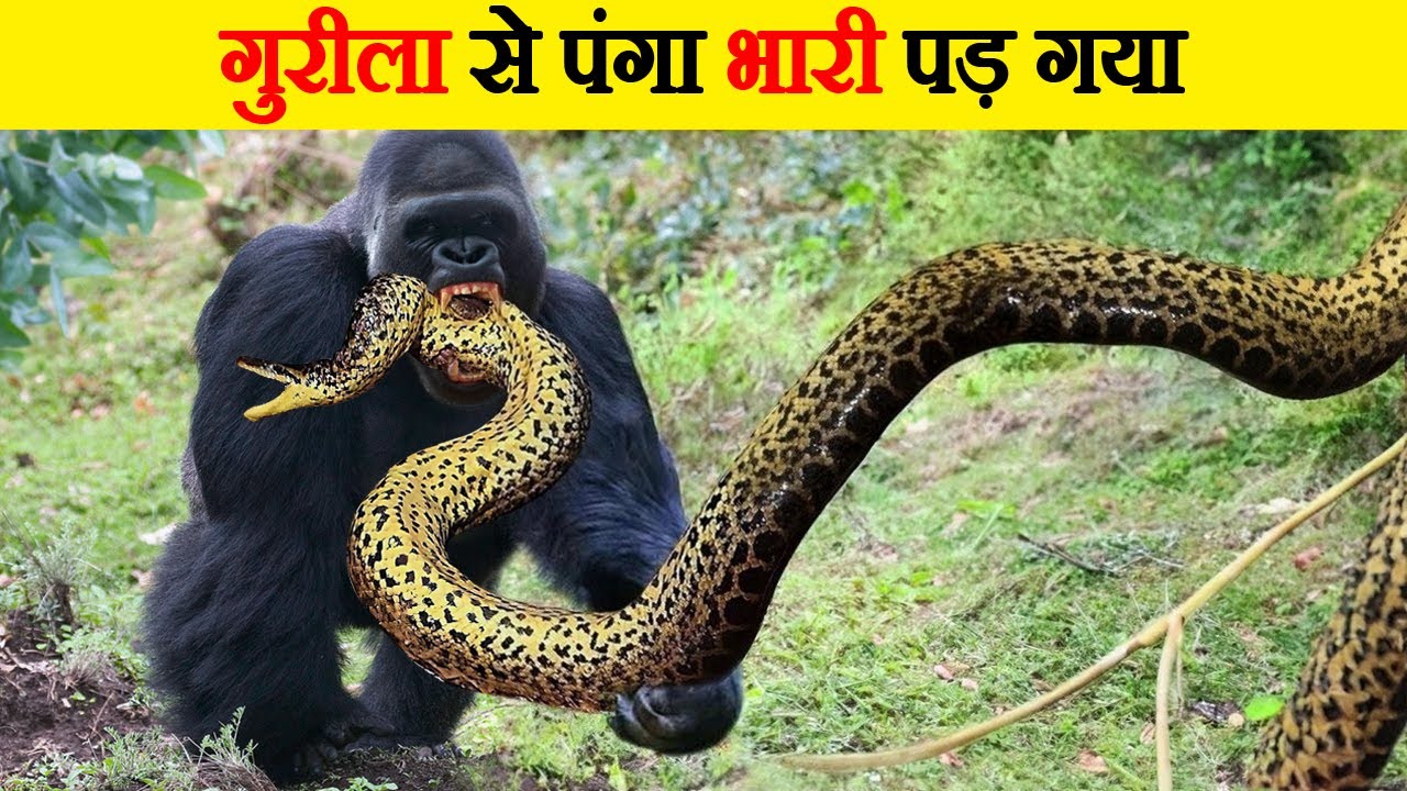 गुरीला के सबसे खतरनाक हमले | Why Gorillas Are So Strong?