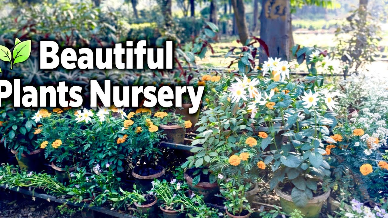 Plants Nursery Visit 🌿 | Healthy Plants, Flowers & Gardening Ideas #trending #visit #plants #garden 