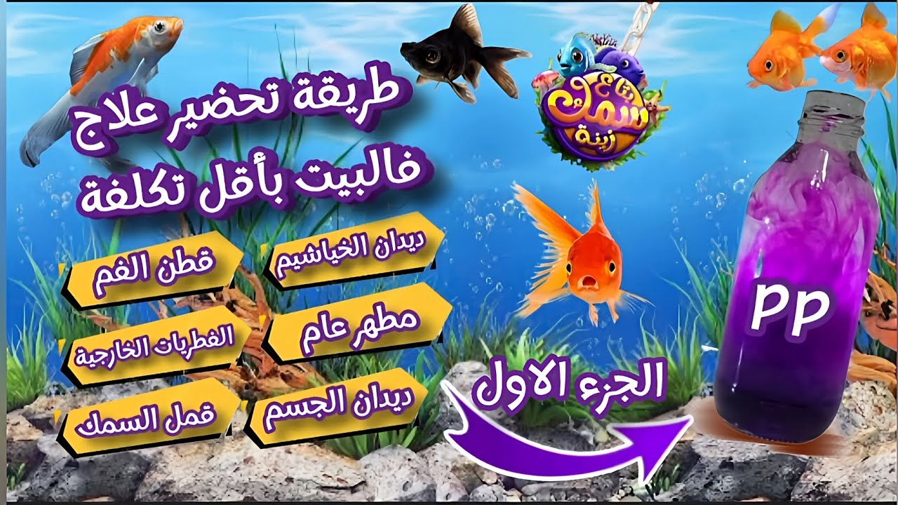 طريقة تحضير علاج ومطهر فعال لأسماك الزينه فالبيت بأقل تكلفة