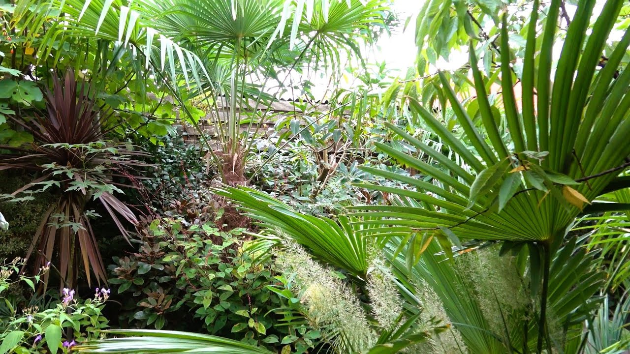 New Plants & Big Changes in our Dutch Tropical Garden