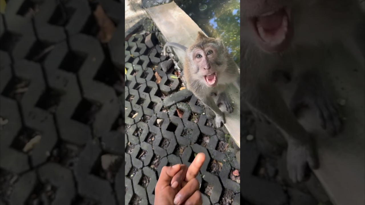 This monkey did not like this joke 😂 @Thenaturedrifts