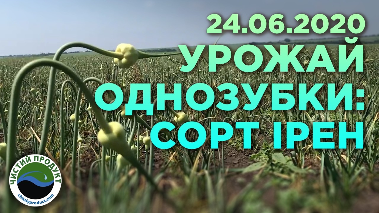 АРХІВ. Збір однозубки часнику та огляд сорту Ірен | Звіт з полів