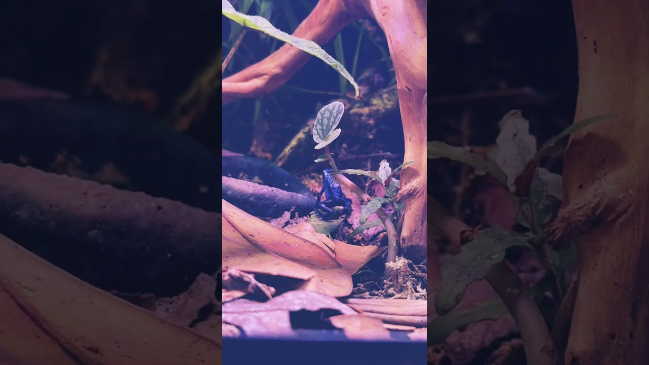 Chillin&rsquo; like a poison frog villain 💙 #DartFrogVibes #DendrobatesAzureus #PoisonDartFrog  #HerpLife
