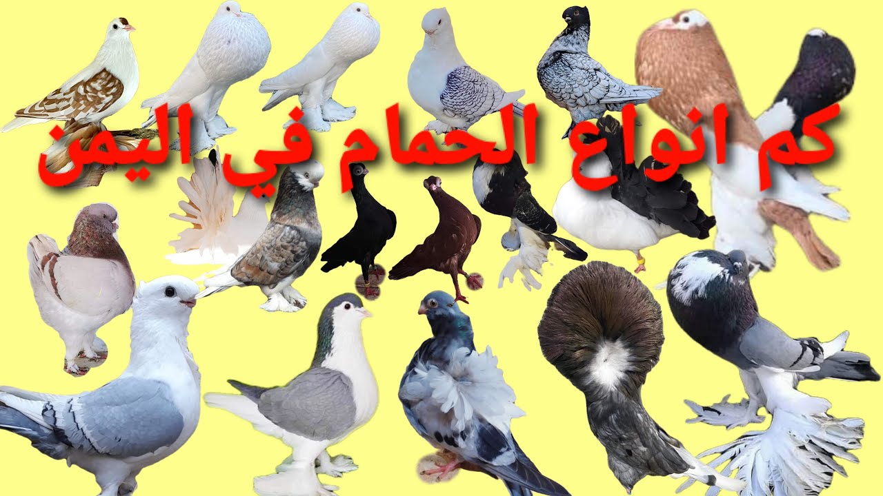 انواع الحمام في اليمن فيديوه على السريع وترقبو الفيديوهات القادمه