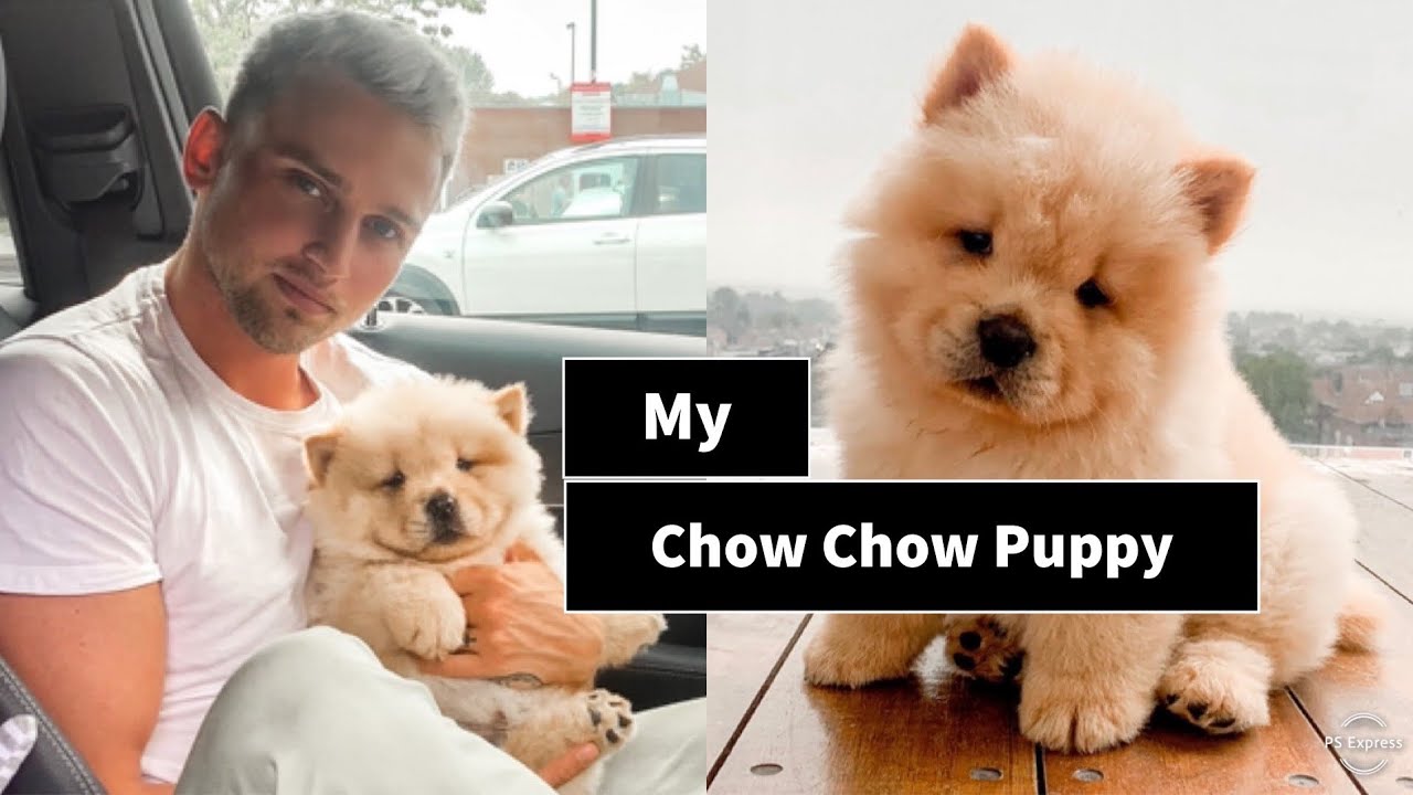Getting My Chow Chow Puppy 🐶🐾