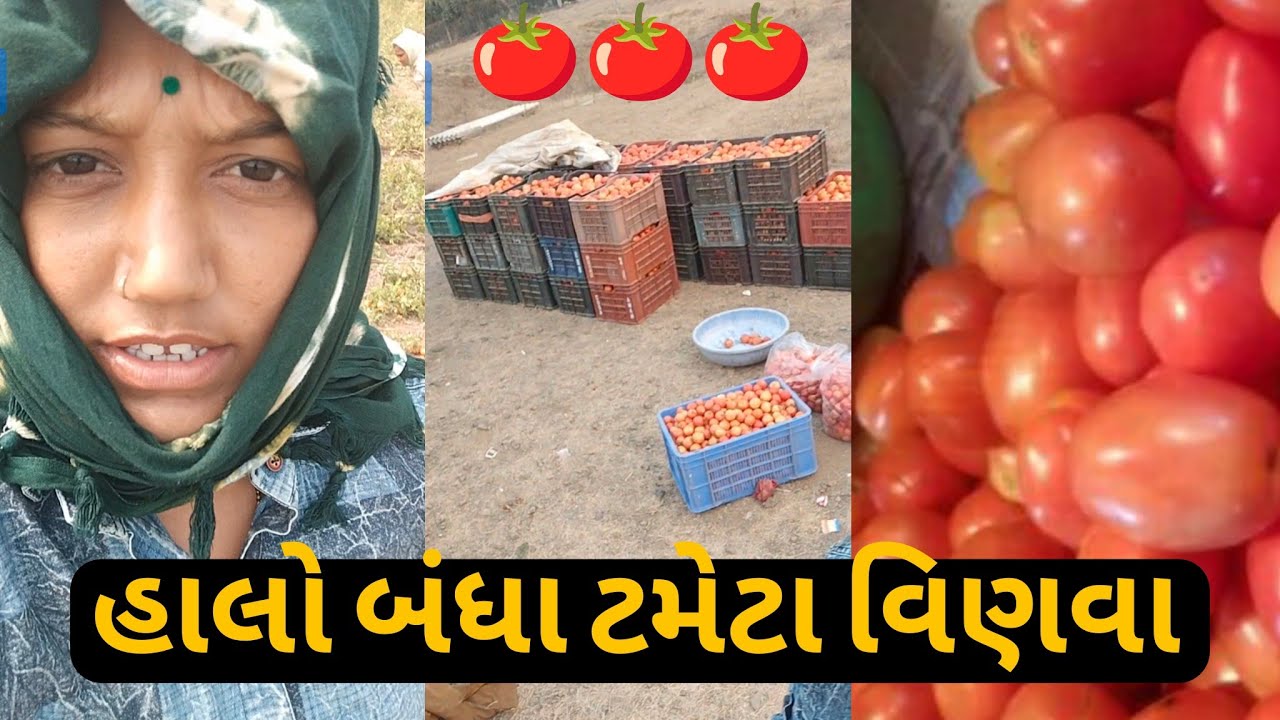 હાલો બંધા ટમેટા વિણવા 🍅#minivlog #vlog #vlogs #viral #viralvideo #tameto #nilamvlog41 