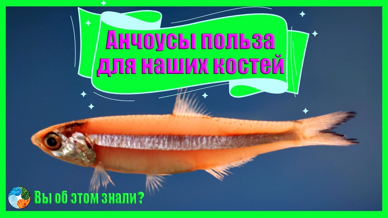 Анчоусы &mdash; польза для наших костей