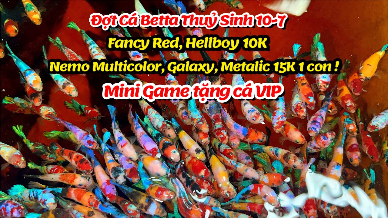 Đợt Cá Betta 10-7 Thuỷ sinh đẹp Red FC, Nemo Multicolor, Galaxy, Candy, Multicolor Metalic ! 
