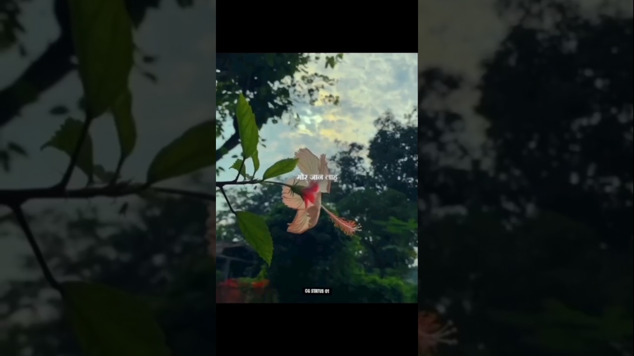 CG STATUS VIDEO | CG NEW SONG | CHHATTISGARHI WHATSAPP STATUS | CG LOVE STATUS | CG LOVE SONG 
