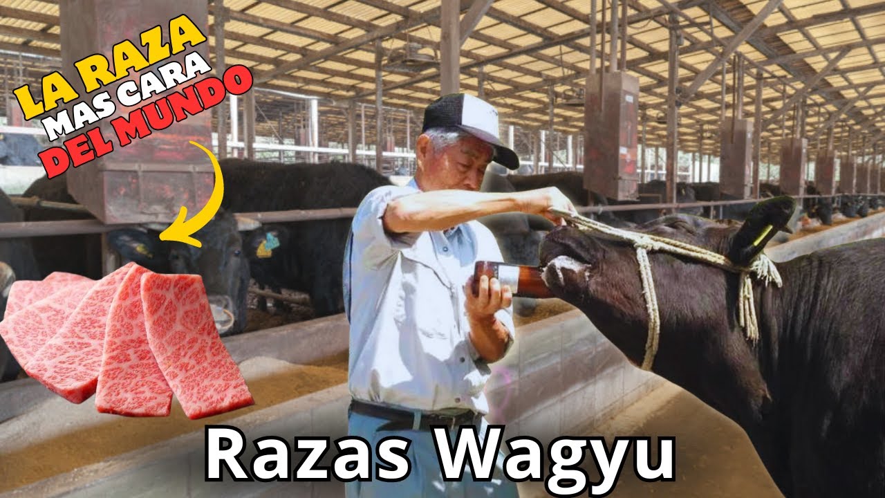 Raza de ganado Wagyu: La Mística Raza de Japón con la carne más cara del mundo