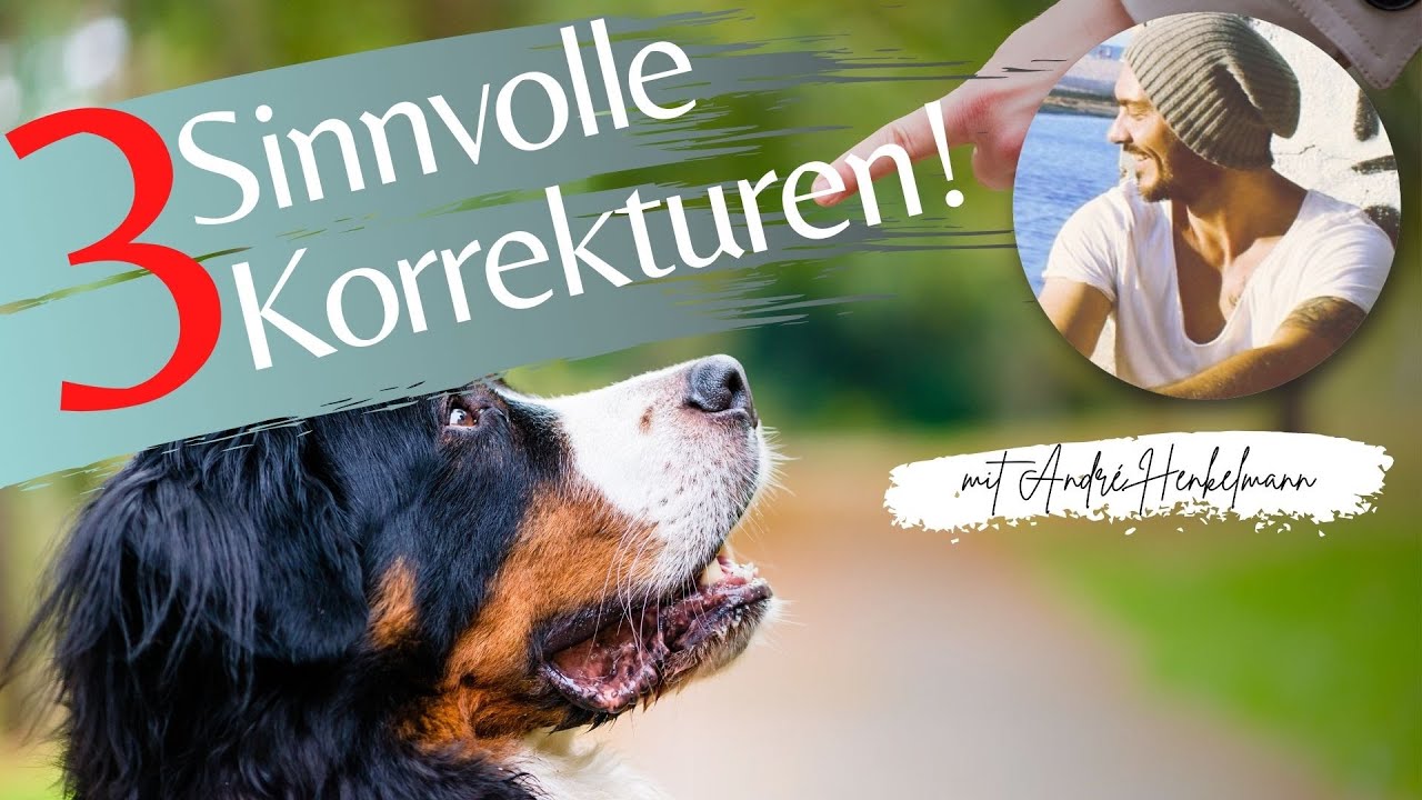 3 sinnvolle Korrekturmöglichkeiten in der Hundeerziehung! Profi-Tipps!