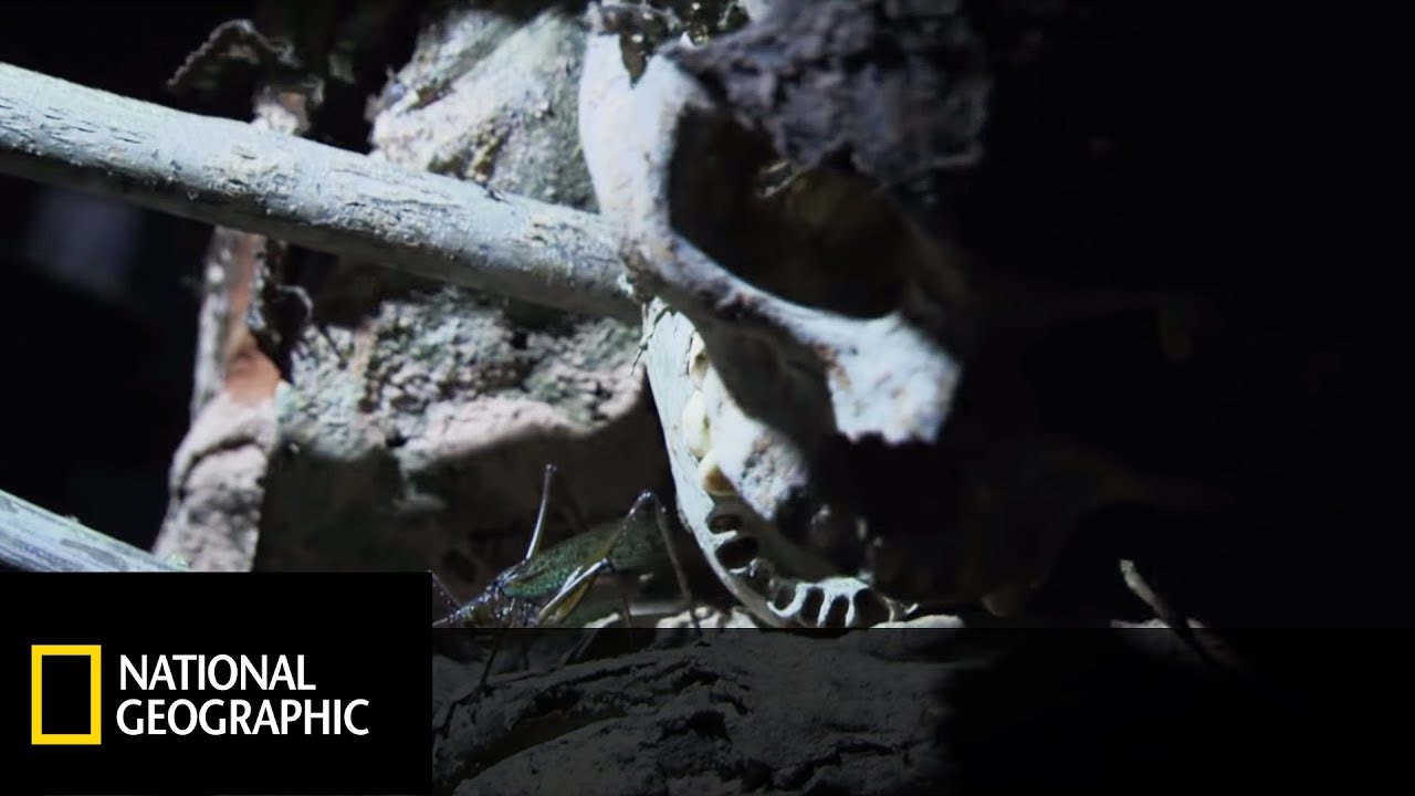 Lud Anga wierzy, że mumie są strażnikami wioski. [Mumie na rajskiej wyspie]