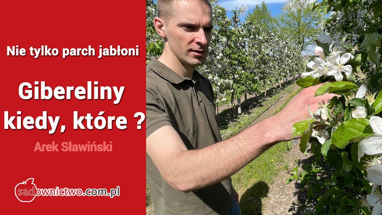 Nie tylko parch jabłoni - Gibereliny - kiedy, kt&oacute;re ?
