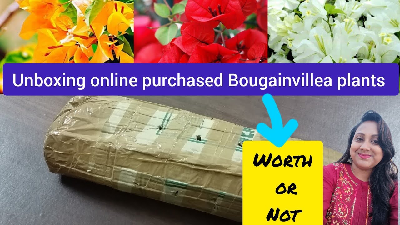 🔴 Unboxing of online purchased Bougainvillea plant, Plant Shopping with Price