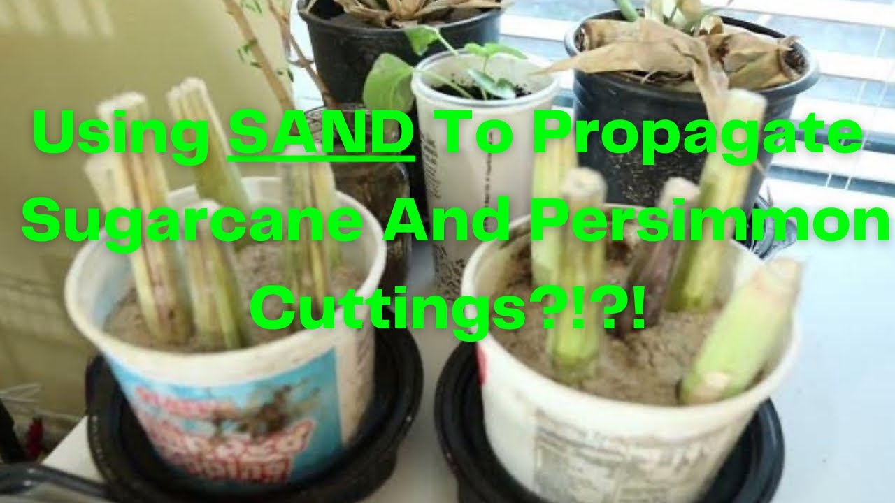 Update: Tree Trimming, Successfully Propagating Sugarcane And Persimmon Cuttings In Sand