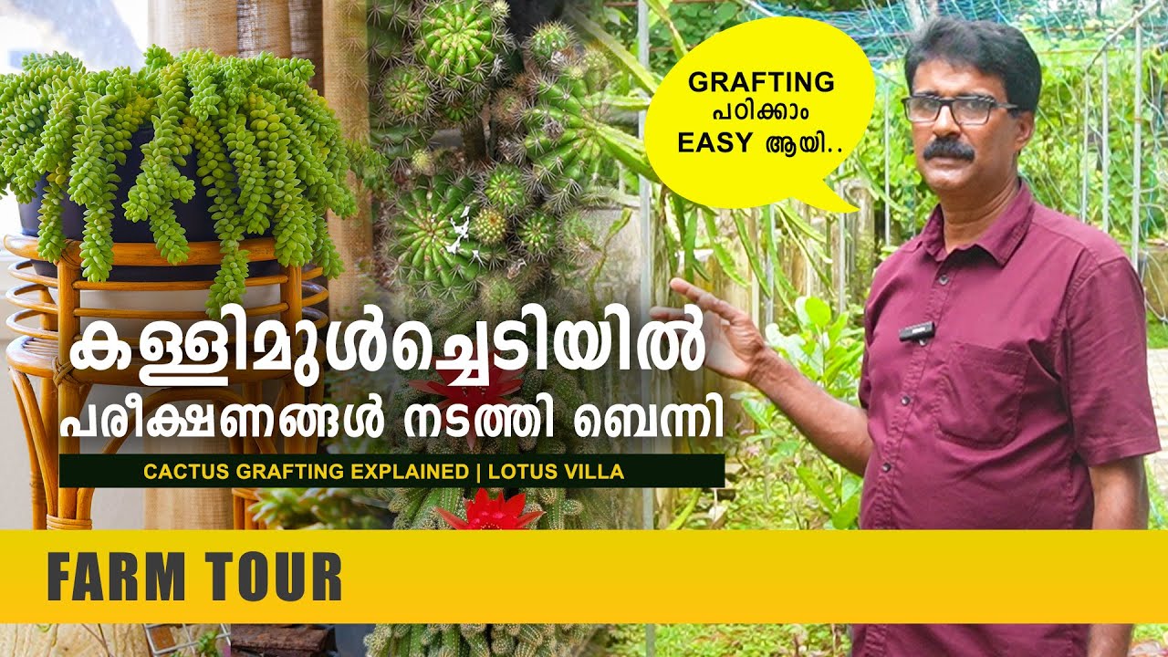 കള്ളിമുൾച്ചെടിയിൽ പരീക്ഷണങ്ങൾ നടത്തി ബെന്നി | Cactus Grafting Malayalam | Cactus | Indoor Plants