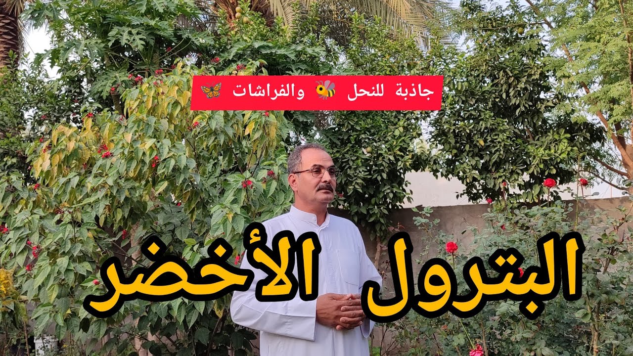 الجاتروفا Jatropha جاذبة للفراشات 🦋 وثروة في مجال التنمية الزراعية و لإنتاج طاقات بديلة صديقة للبيئة