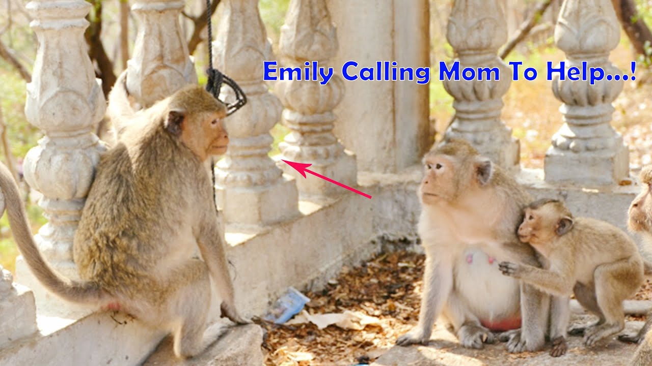 O-M-G...Little Girl Emily Monkey Calling Her Mommy Emila To Help & Defend Her As Malika Threaten Her