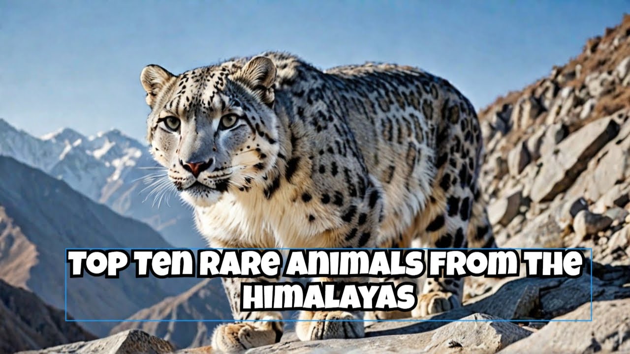 Top Ten Rare Animals from the Himalayas