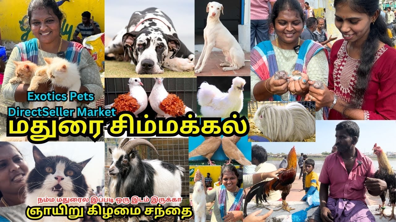 🐶Madurai Pets Market Tour | Sunday pets market simmakkal |  #madurai  #pets  #madurai2madras